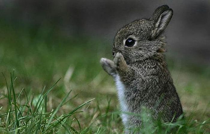 Small Rabbit