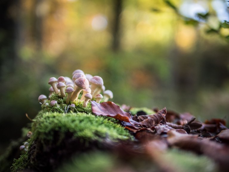 mushroom forest