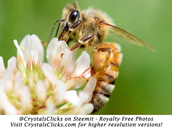 Macro Pollinating Bee