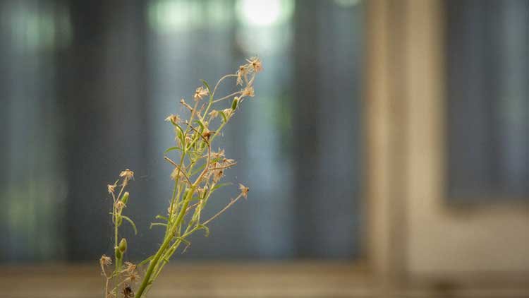 Composting weeds