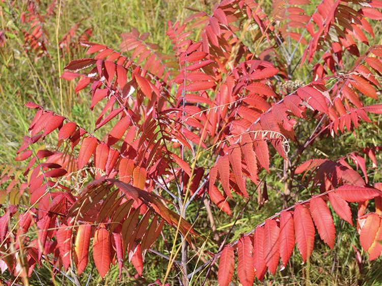 Sumac (Rhus species)