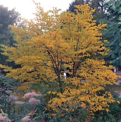 Redbud (Cercis canadensis)