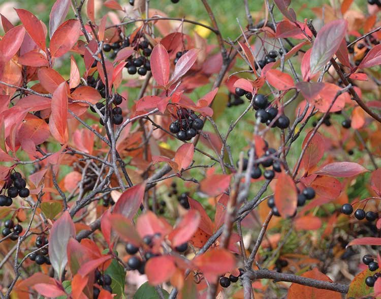 Chokeberry (Aronia)