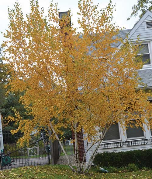 Birch (Betula)