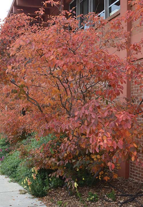 Serviceberry, Juneberry (Amelanchier species)