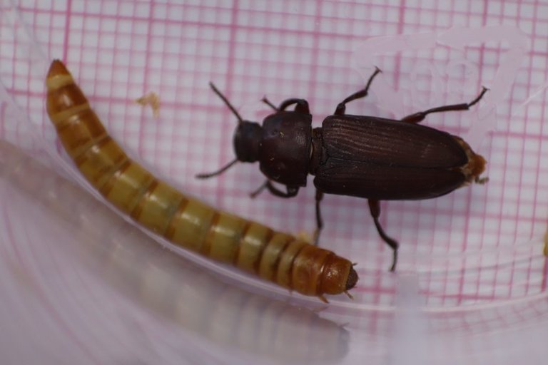 Un Kurdu Tenebrio molitor larva böcek