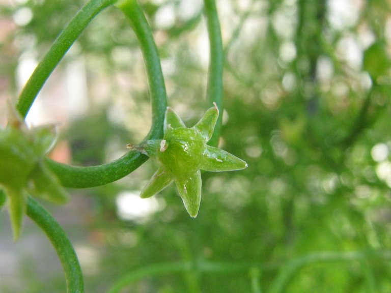 Flower of a Bowiea