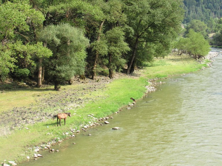 borjomi horses