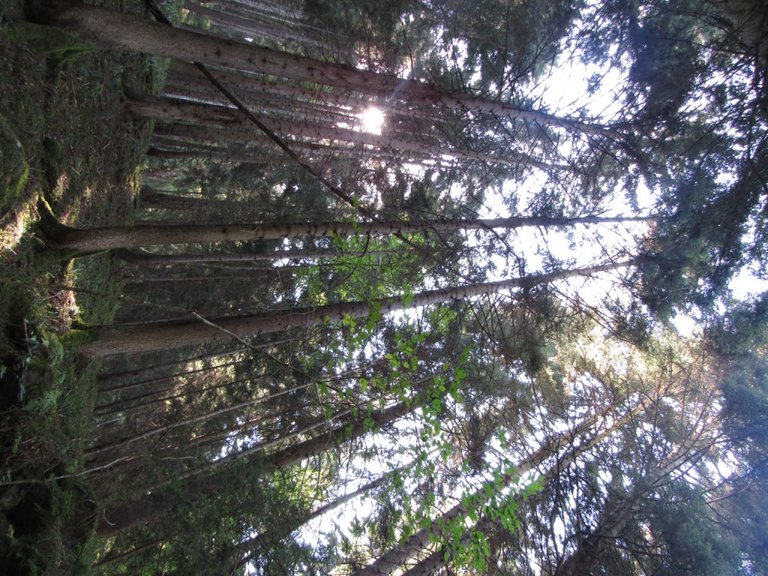 Borjomi park forest