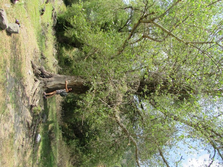 Tree hugger in Borjomi