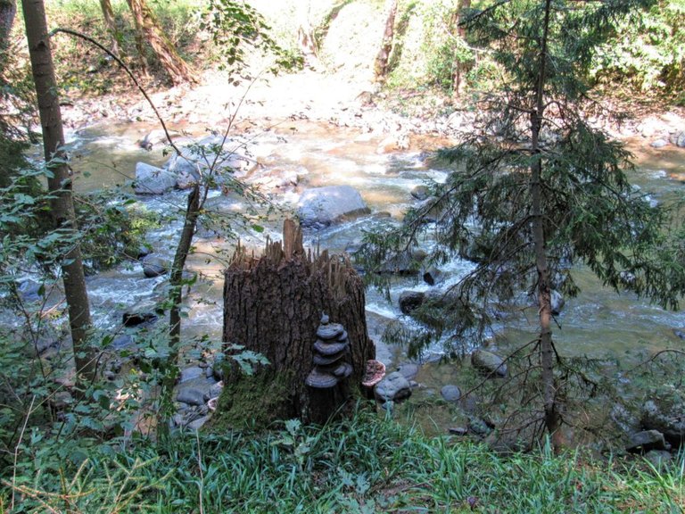 reishi mushrooms Borjomi