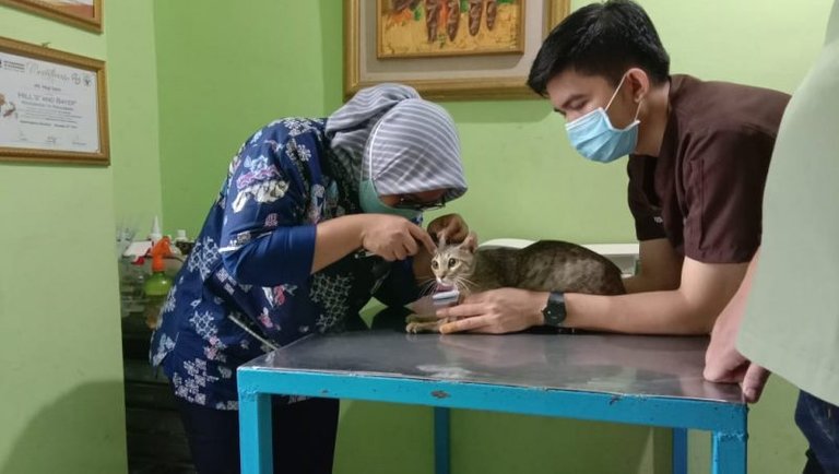 Steril kucing di Amore Pejaten