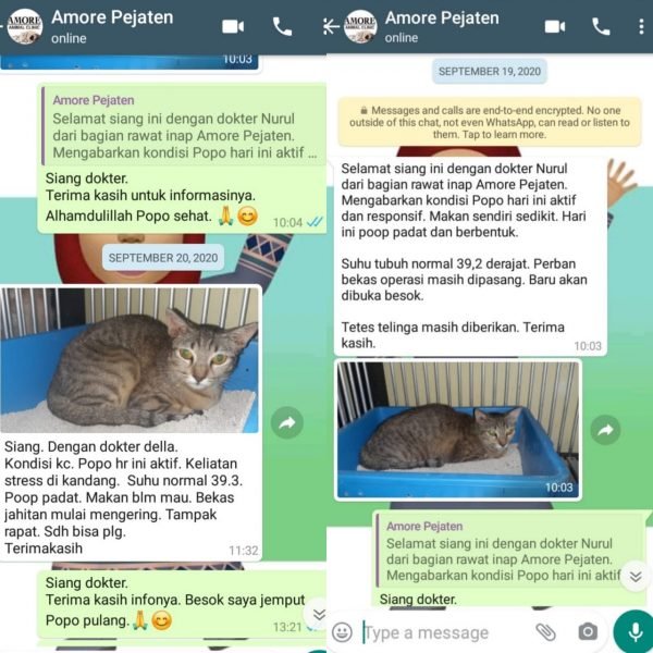 Steril kucing di Amore Pejaten