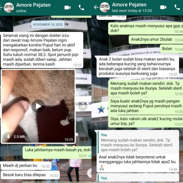 Steril kucing di Amore Pejaten