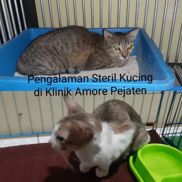 Steril kucing di Amore Pejaten