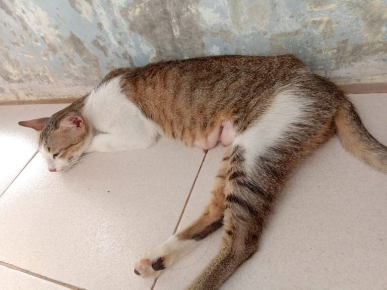 Steril kucing di Amore Pejaten