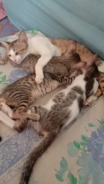 Steril kucing di Amore Pejaten