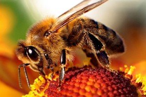 800px-Bee-apis-300x200