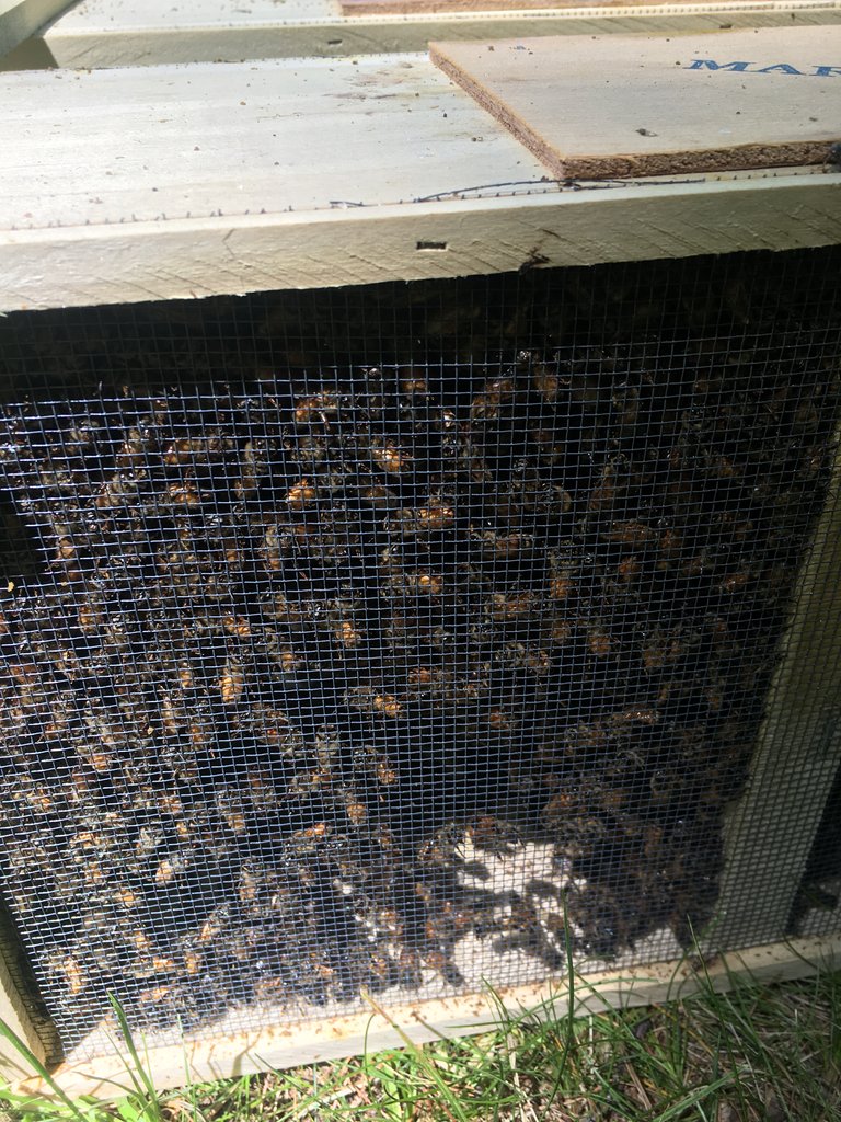 Bee box