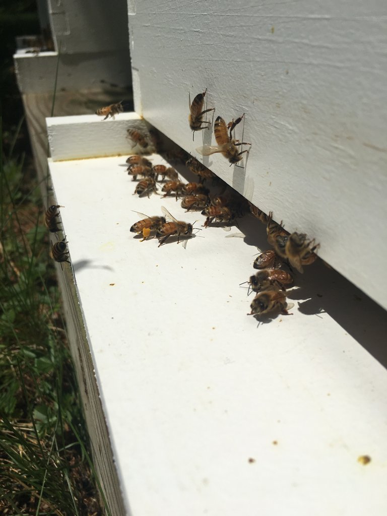 Bees with pollen 