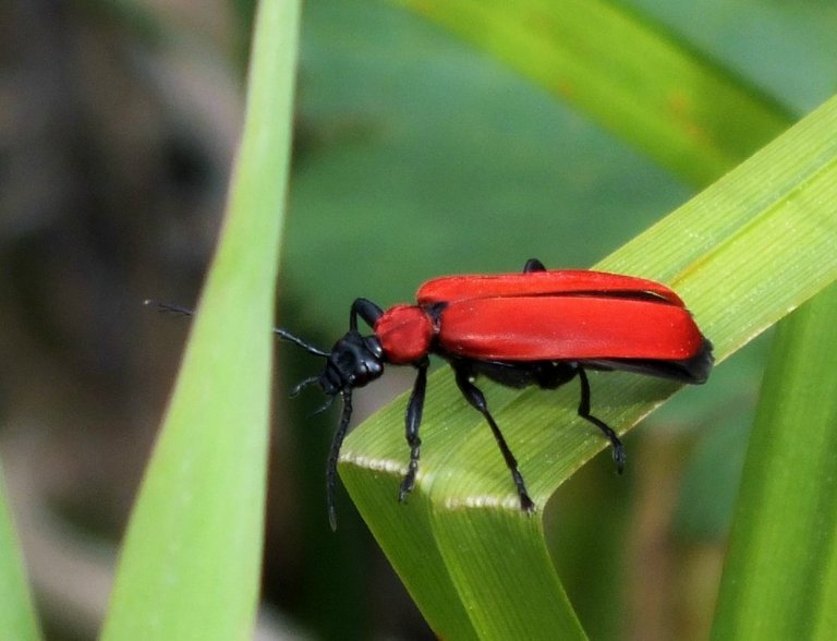 RedBeetle