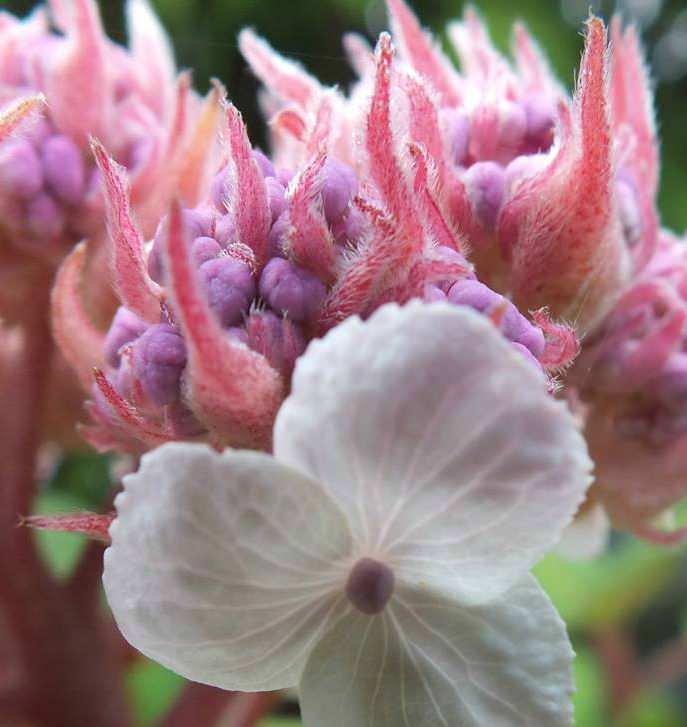 Hydrangea