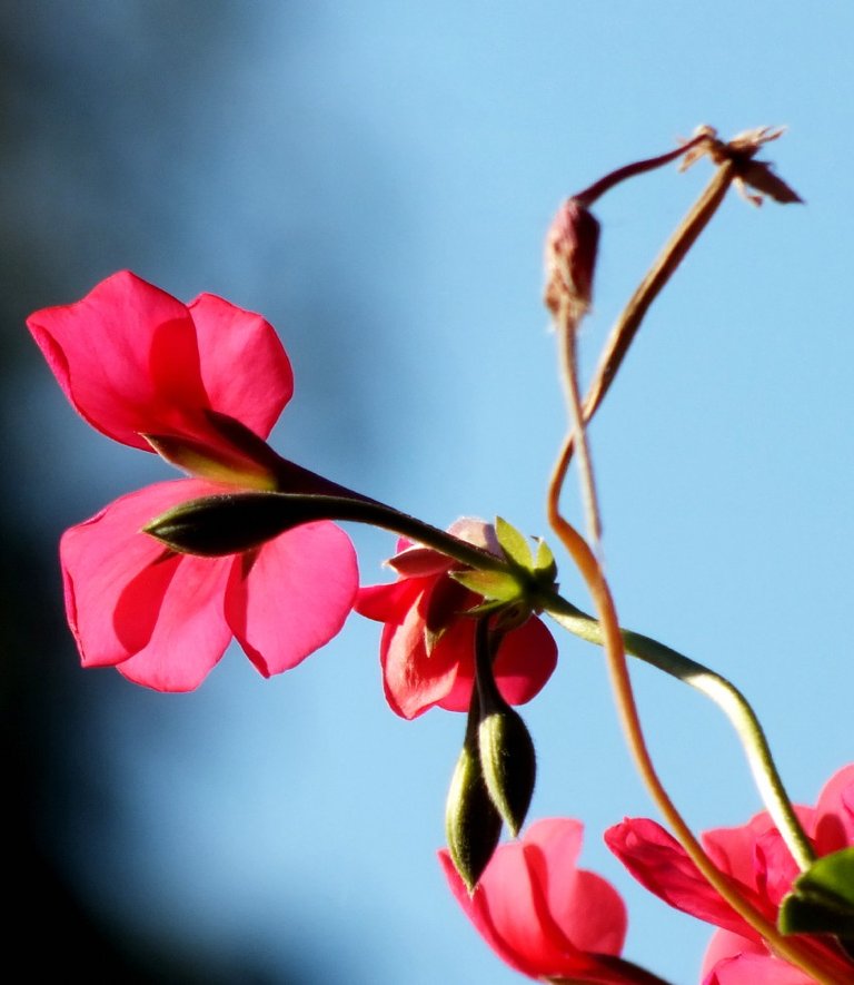 Geranium