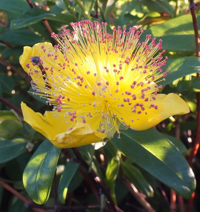 Hypericum