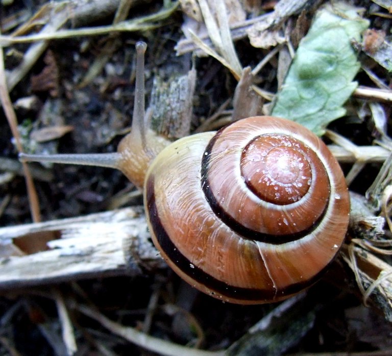 Snail