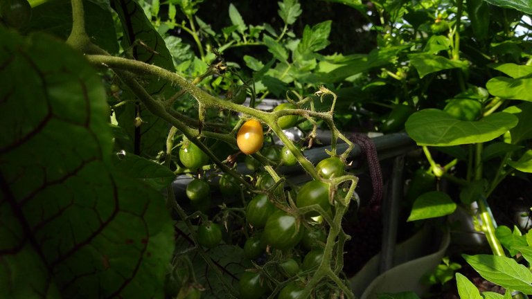 tomato ripening