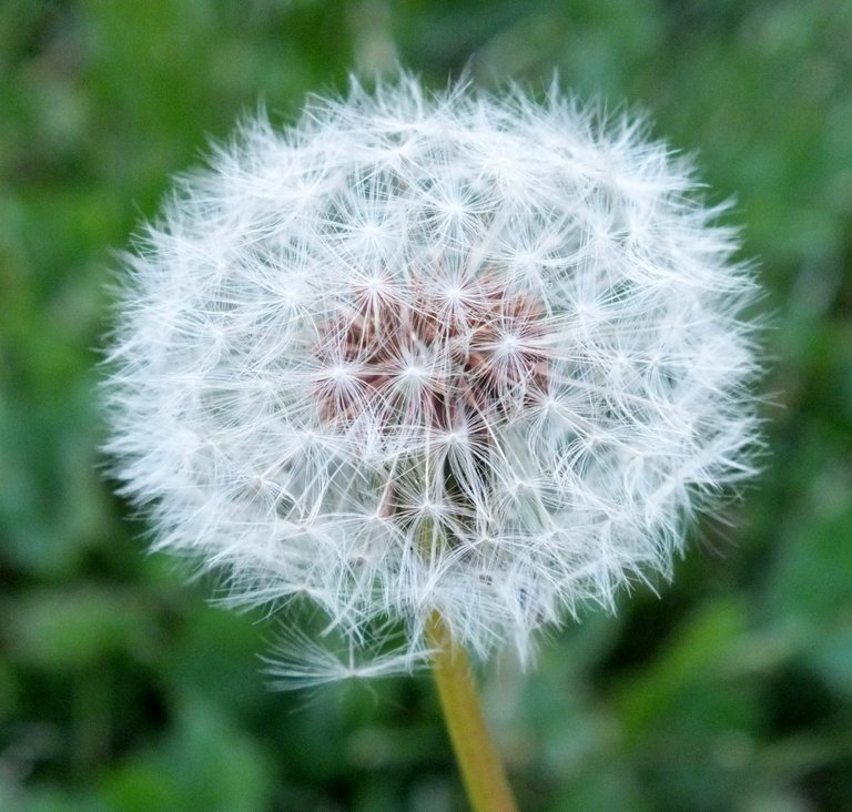 DandelionPuff