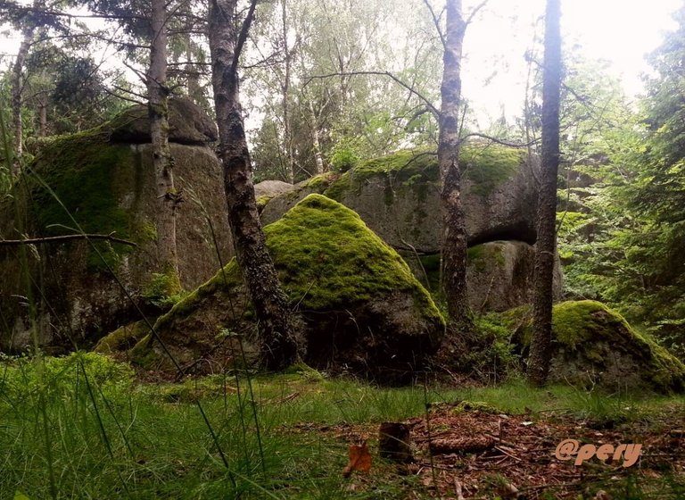 in the woods of austria