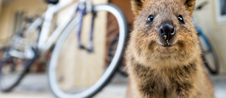 Quokka che aspetta