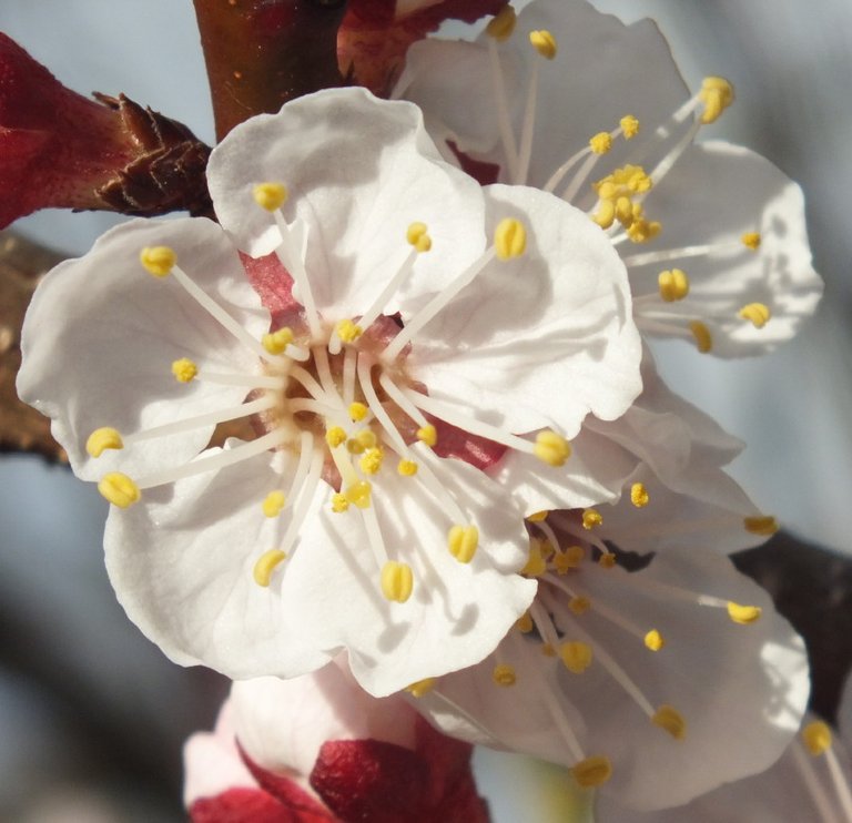 Blossoms