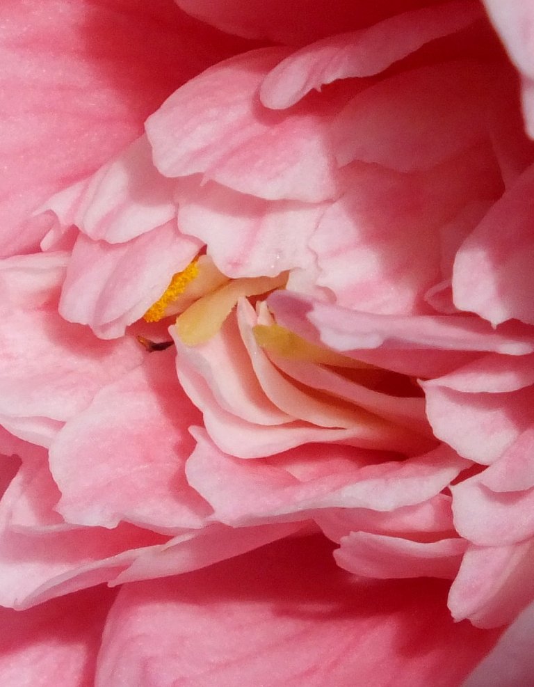 Camellia