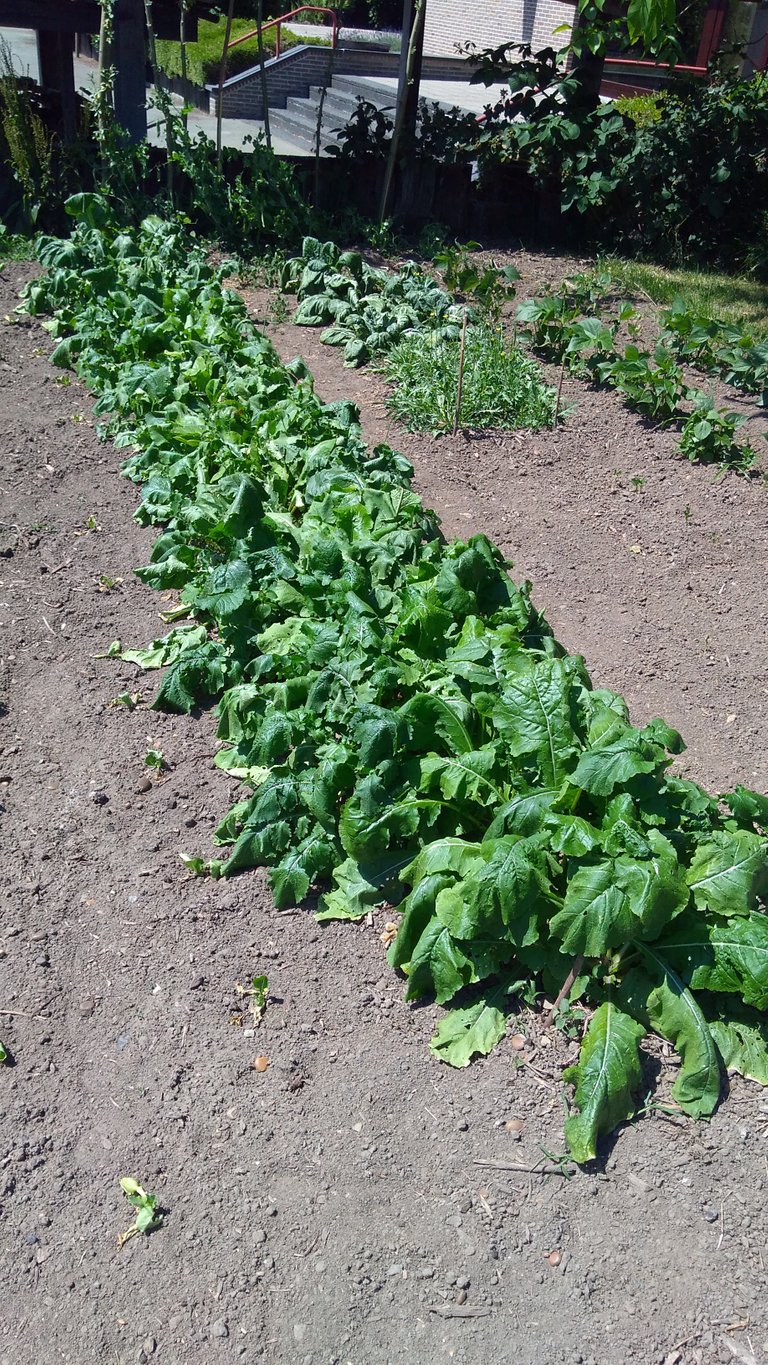 drought striken turnips