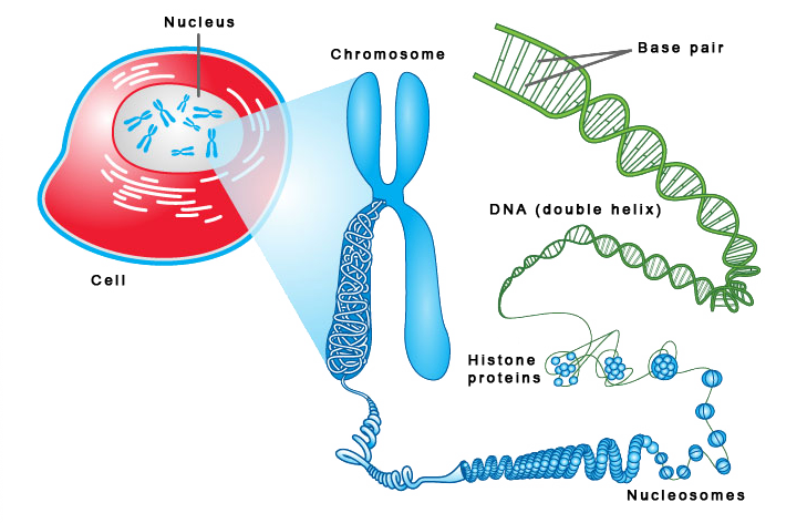 DNA in cells