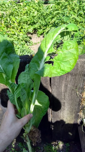 pak choi