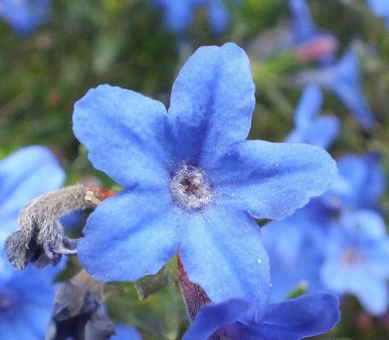 BlueFlower