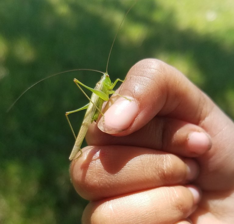 Image of katydid