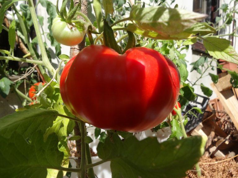 ripe red tomato