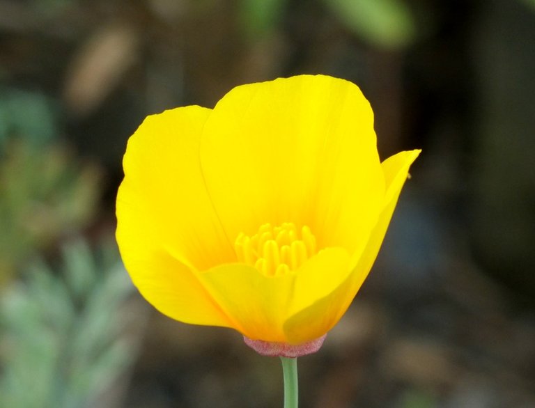 CaliforniaPoppy