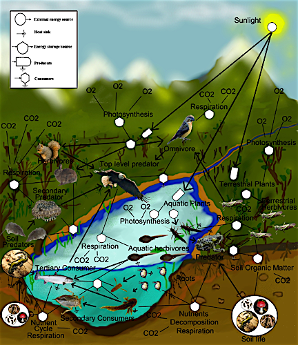 Ecology of food supply