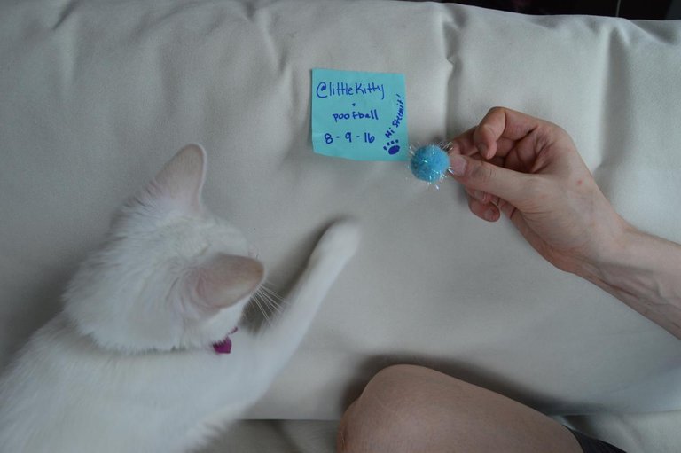 Image of @littlekitty and her verification