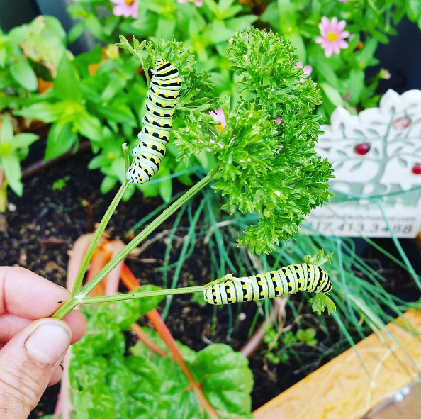 caterpillars