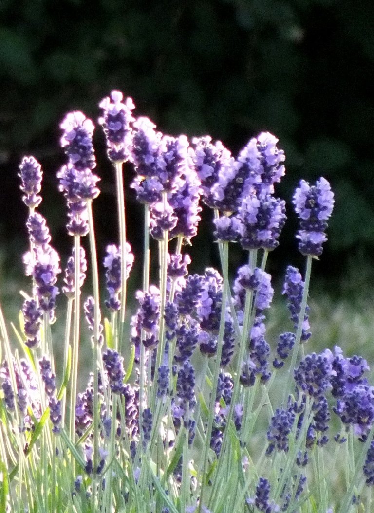 Lavender