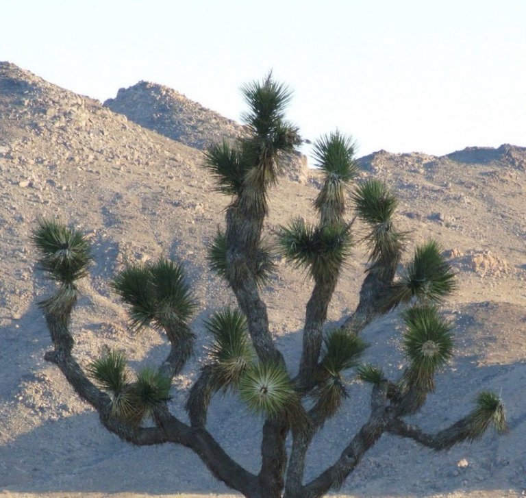 JoshuaTree