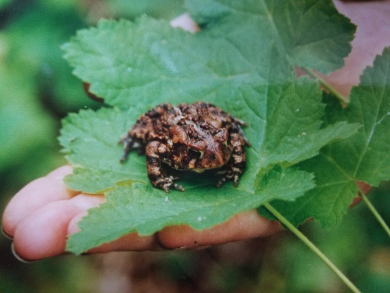 Image of common toad