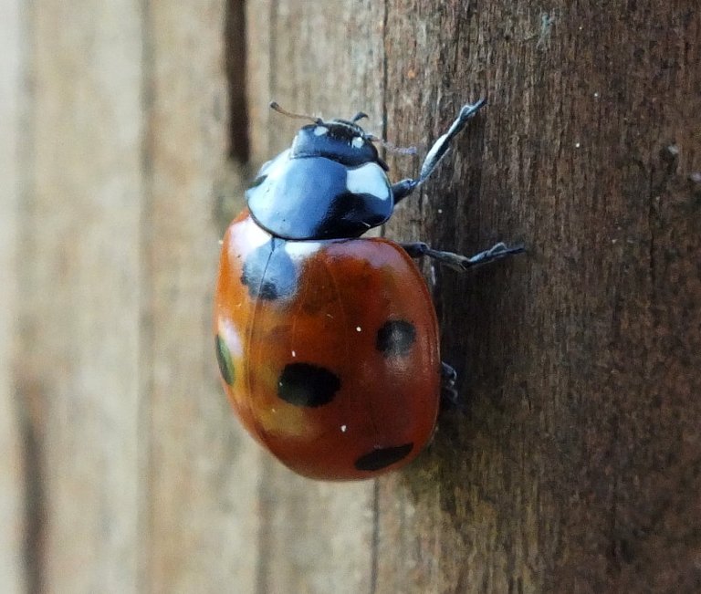 Ladybug