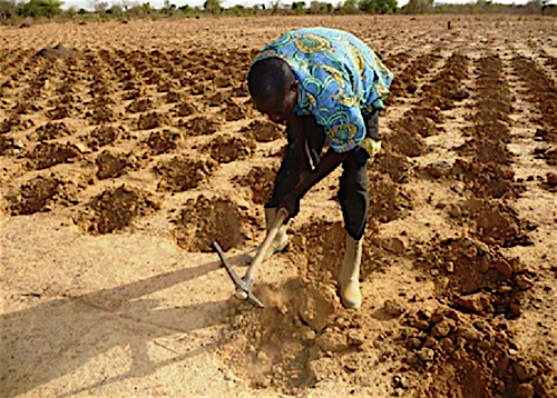 Planting a field